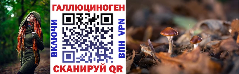 Купить  Губкин  Галлюциногенные грибы GOLDEN TEACHER 